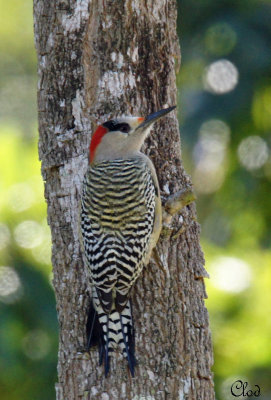 Pic  sourcils noirs (femelle) - West Indian Woodpecker (female)