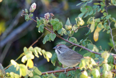 Bruant de Zapata - Zapata Sparrow