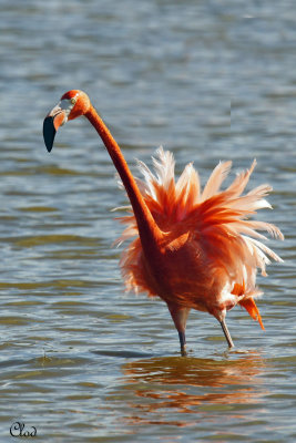 Flamant des Carabes - American Flamingo