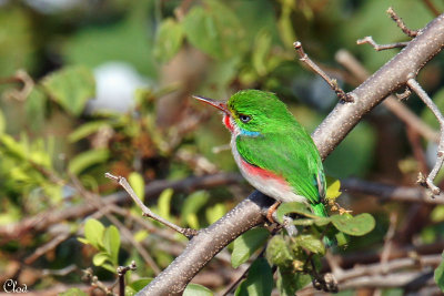 Todier de Cuba - Cuban Tody 