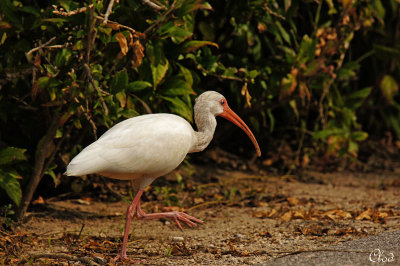Ibis blanc - White Ibis