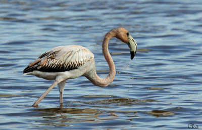 Flamant des Carabes juvnile - American Flamingo juvenile
