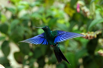 Oiseaux de l'quateur 2015 Ecuador birds