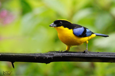 Tangara somptueux ( nuque jaune) - Blue-winged Mountain-Tanager