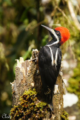 Pic puissant - Powerful Woodpecker