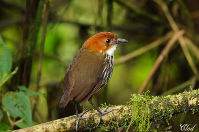 Grallaire  tte rousse - Chestnut-crowned Antpitta