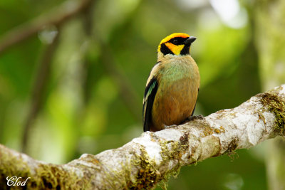Calliste  face rouge - Flame-faced Tanager