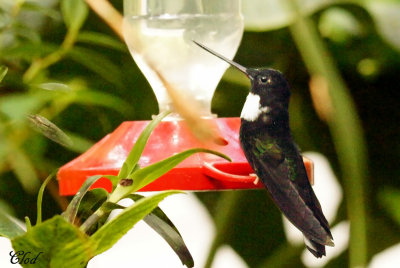 Inca  collier - Collared Inca