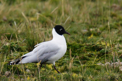 Mouette des Andes - Andean Gull