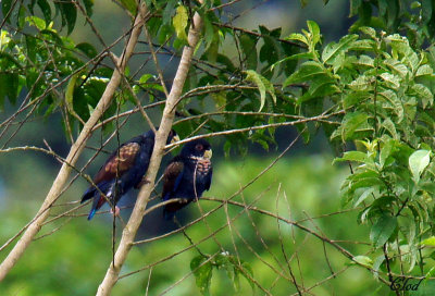 Piones noires - Bronze-winged Parrots