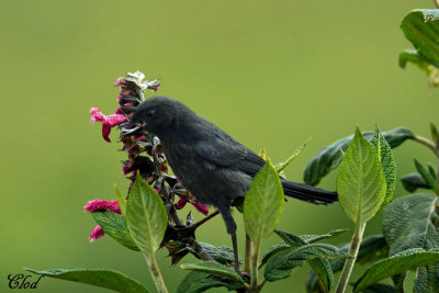 Percefleur noir - Black Flowerpiercer