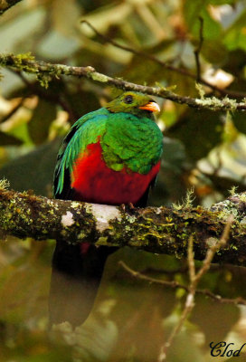 Quetzal dor - Golden-headed Quetzal (male)