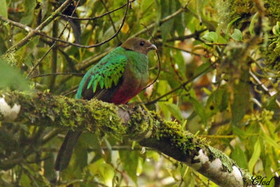 Quetzal dor - Golden-headed Quetzal (femelle)