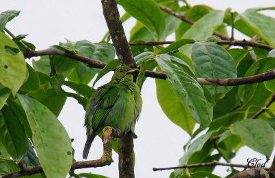 Calliste meraude - Green Honeycreeper (femelle)