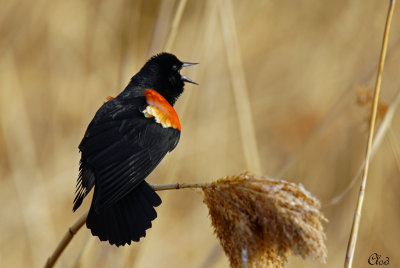 Carouge  paulettes - Red-winged Blackbird