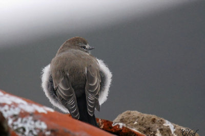 Phrygille gris-de-plomb - Plumbeous Sierra-Finch