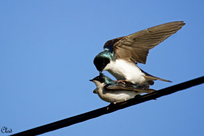 Hirondelles bicolore - Tree Swallows