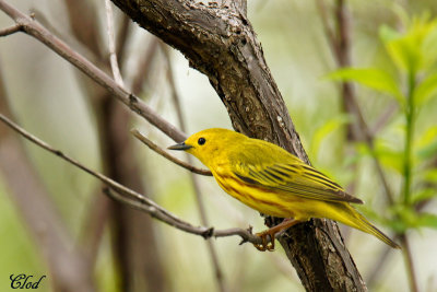 Paruline jaune - Yellow warbler
