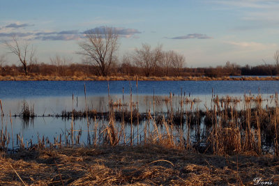 Fin du jour sur l'étang - Sunset on the pond