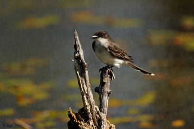 Tyran tritri - Eastern Kingbird