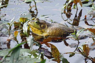 Ouaouaron - American bullfrog