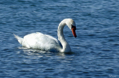Cygne Tubercul - Mute Swan