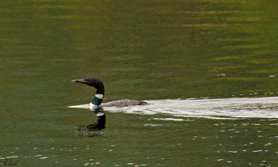 Plongeon huard - Common Loon