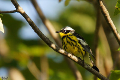 Paruline  tte cendre - Magnolia Warbler