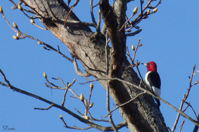 Pic  tte rouge - Red-headed Woodpecker
