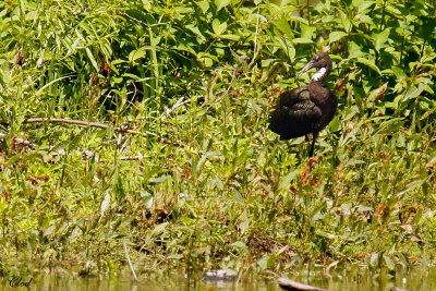 Ibis falcinelle - Glossy Ibis (juvénile)