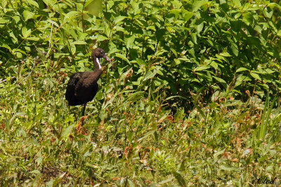 Ibis falcinelle - Glossy Ibis (juvénile)