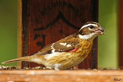 Cardinal  poitrine rose - Rose-breasted Grosbeak (male juvenile)