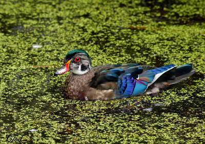 Canard branchu - Wood duck