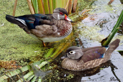 Canard branchu - Wood duck
