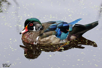 Canard branchu - Wood duck 