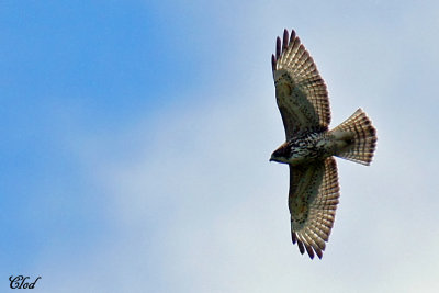 Petite buse - Broad-winged Hawk
