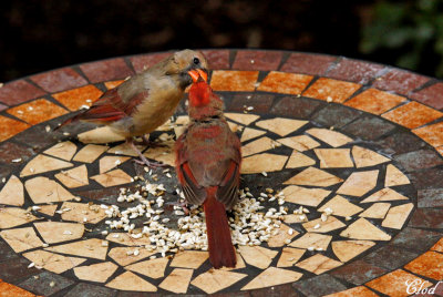 Cardinal rouge - Red cardinal