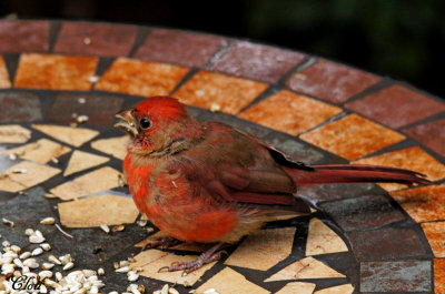 Cardinal rouge juvnile