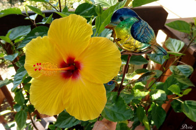 De la belle visite pour l'hibiscus - Hibiscus and a nice friend