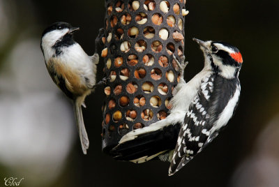 Msange  tte noire et pic mineur - Black-capped Chickadee et Downy woodpecker