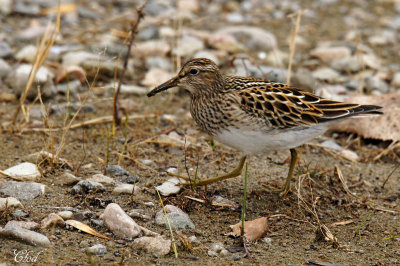 Bcasseau  poitrine cendre - Pectoral sandpiper