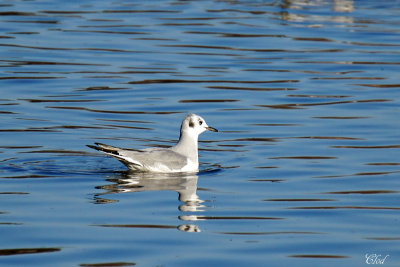 Mouette de Bonaparte - Bonaparte's Gull