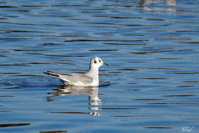 Mouette de Bonaparte - Bonapartes Gull