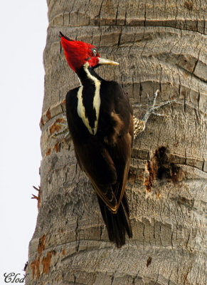 Pic bec clair - Pale-billed woodpecker