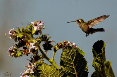 Colibri de Doubleday (femelle) - Doubleday's hummingbird