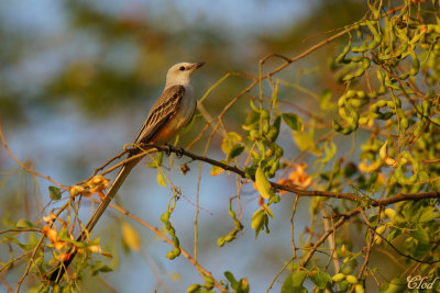 Tyran à longue queue - Scissor-tailed flycatcher