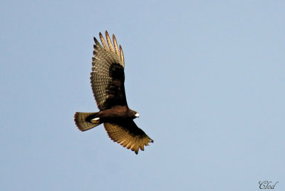 Buse  queue barre- Zone-tailed Hawk (juvenile)