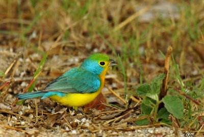 Passerin arc-en-ciel - Orange-throated bunting