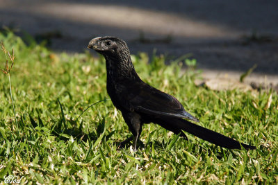 Ani à bec cannelé - Groove-billed Ani