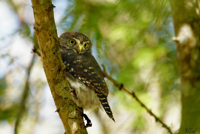 Chevchette brune - Ferruginous Pygmy-owl